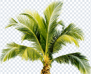 palm_tree_png