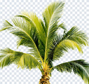 palm_tree_png