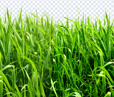 grass_png1