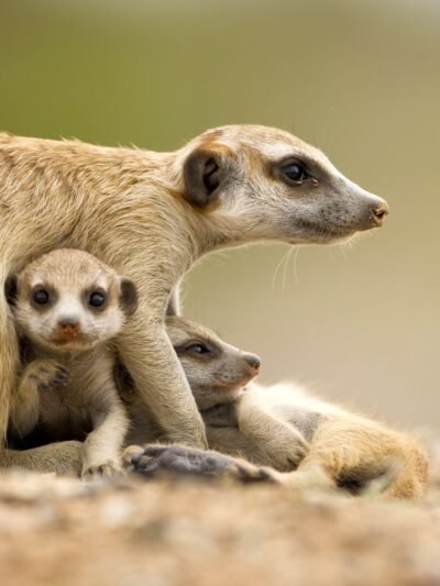 Animals and Wildlife