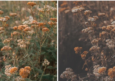 Focus Photoshop Action