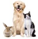 Access the CORELDRAW Download area