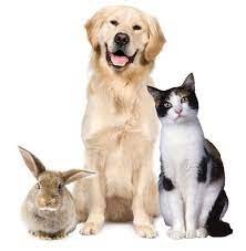 Access the CORELDRAW Download area